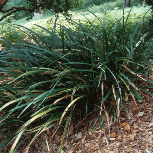 Ophiopogon Jaburan - White Lilyturf | SiteOne