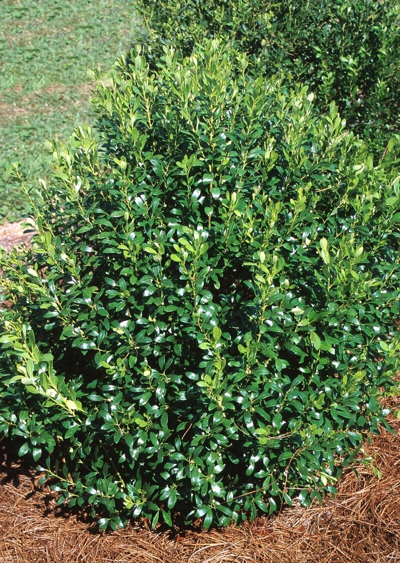 Ilex Glabra Chamzin Nordic Inkberry Holly #3 Container | SiteOne