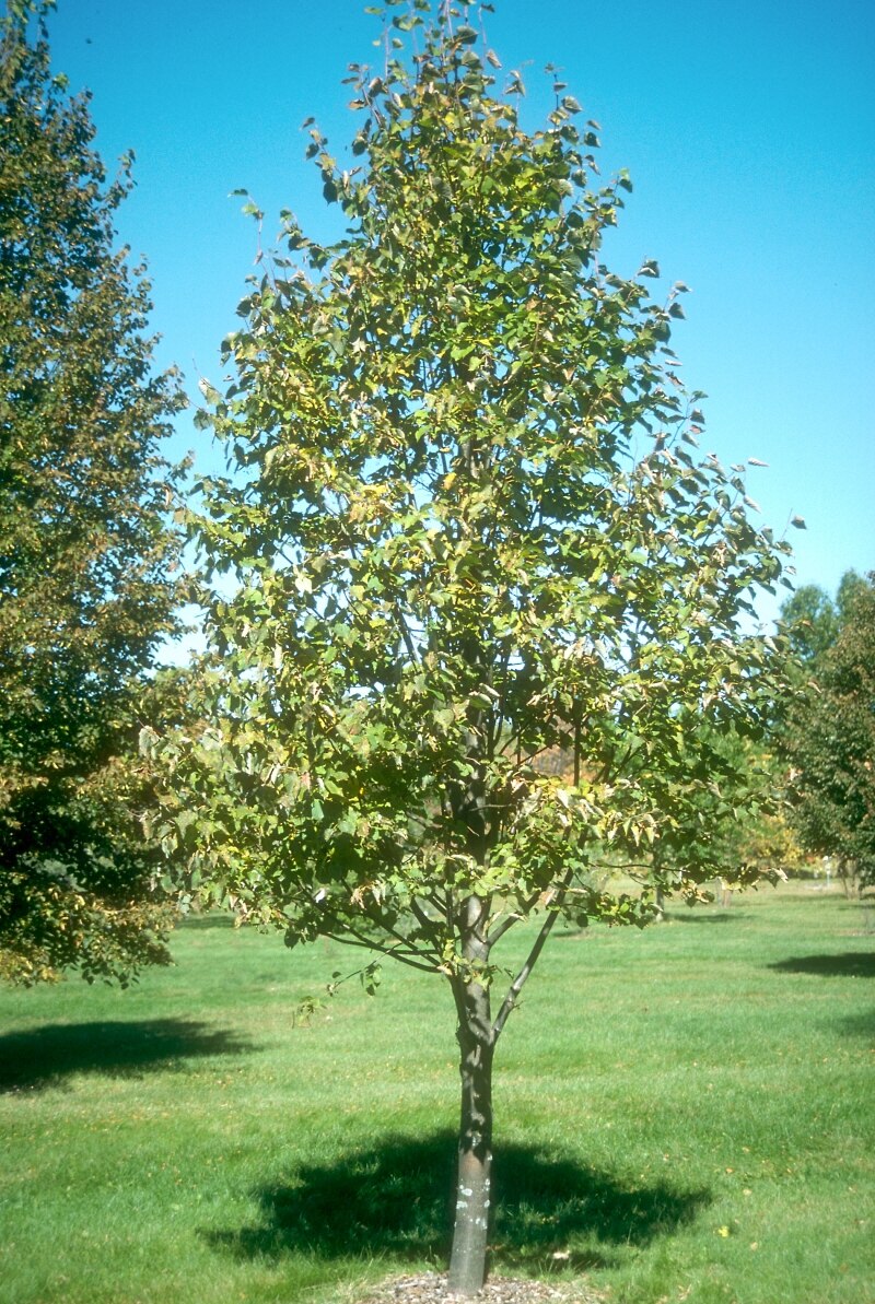 Tilia Cordata Baileyi Shamrock Little Leaf Linden | SiteOne