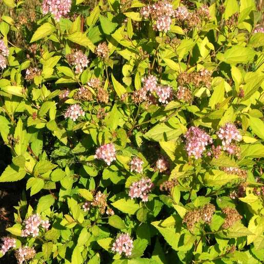 Spiraea X Bumalda Bumald Spirea | SiteOne