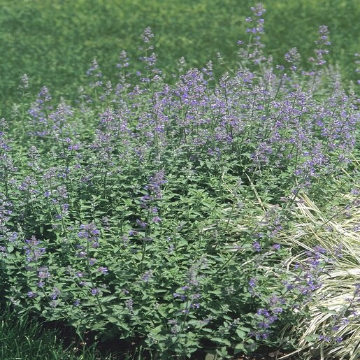 Nepeta Six Hills Giant Catmint Siteone