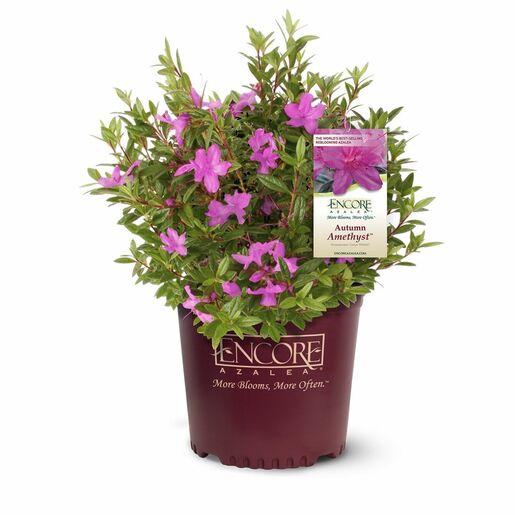 Rhododendron X Conlee Autumn Amethyst Encore Azalea | SiteOne