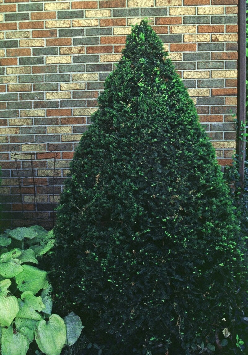 Taxus Cuspidata Capitata Japanese Yew | SiteOne