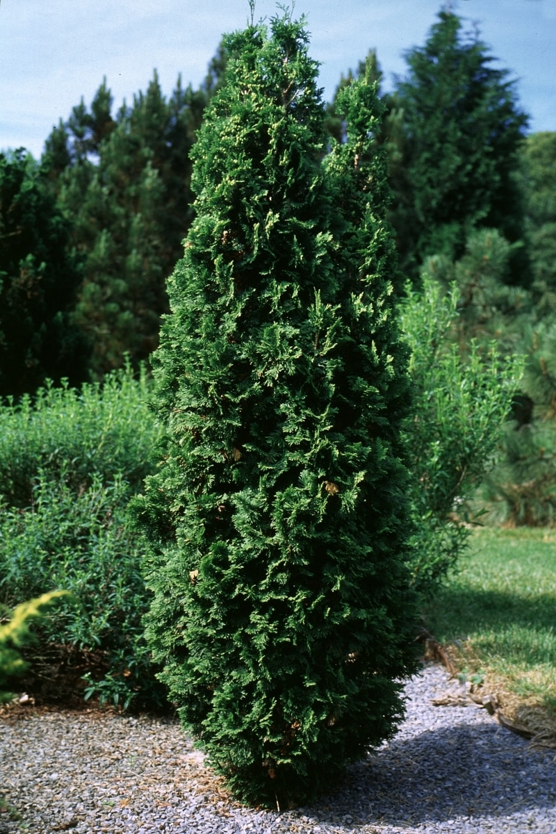 Thuja Occidentalis Degroot's Spire - American Arborvita | SiteOne