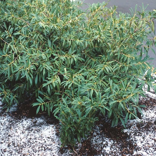 Prunus Laurocerasus Zabeliana - Cherry Laurel #5 | SiteOne