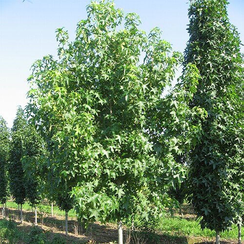 Liquidambar Styraciflua Hapdell Happidaze Sweetgum | SiteOne