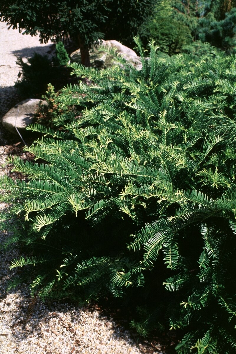 Cephalotaxus Harringtonia Prostrata Japanese Plum Yew | SiteOne