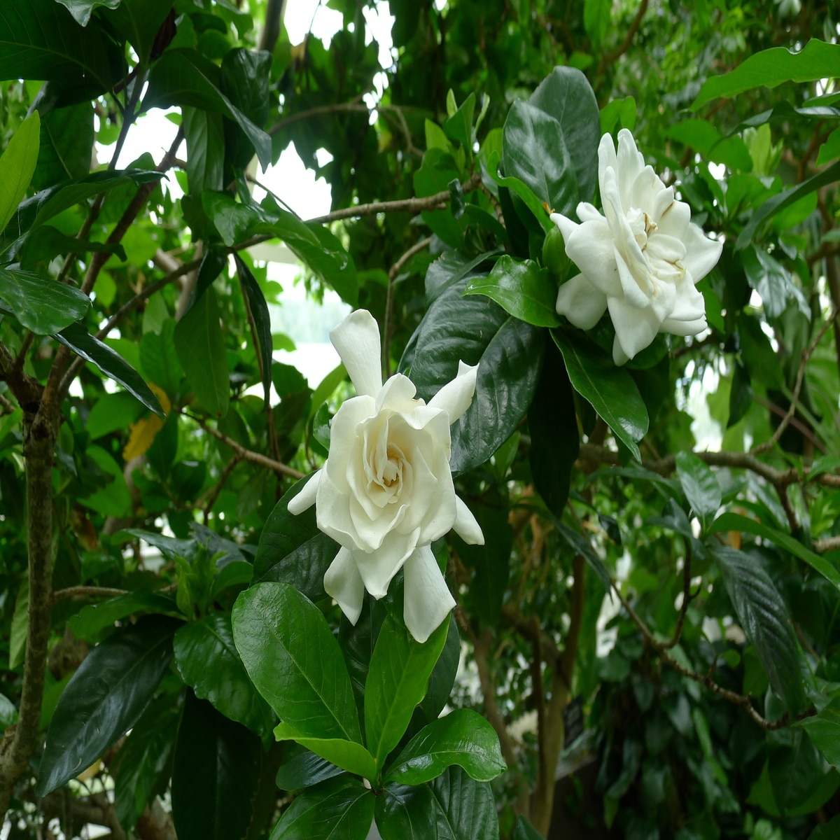 Miami Supreme Gardenia For Sale