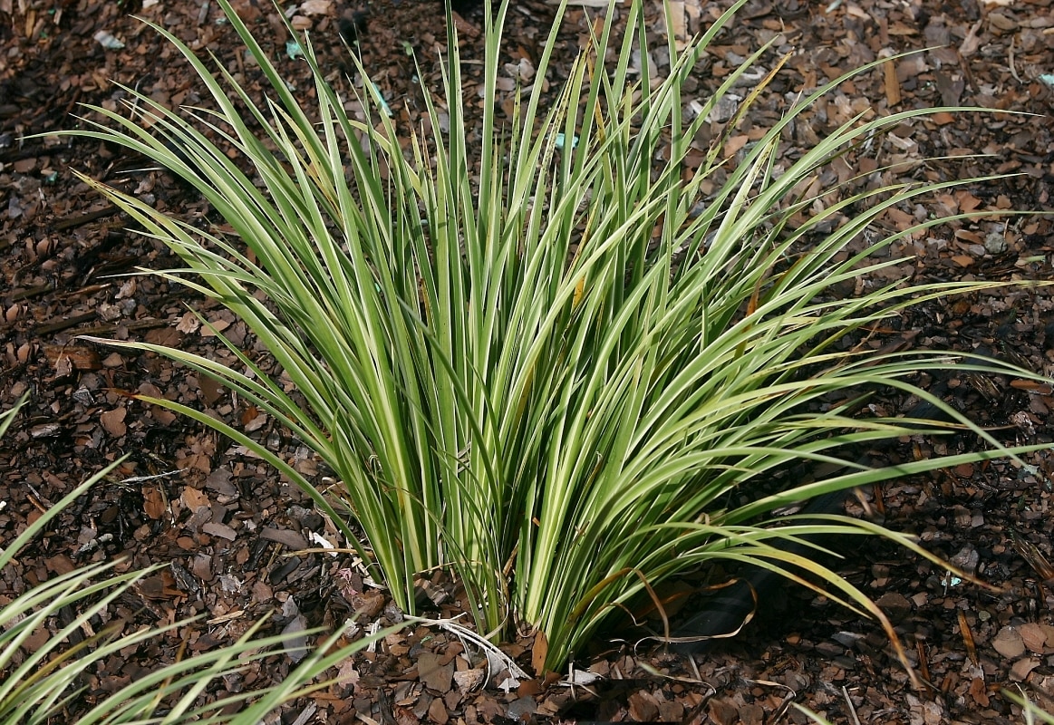 Acorus Gramineus Variegatus Grassy-leaved Sweet Flag #1 | SiteOne