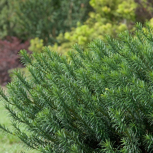 Cephalotaxus Harringtonia Yewtopia Japanese Plum Yew | SiteOne