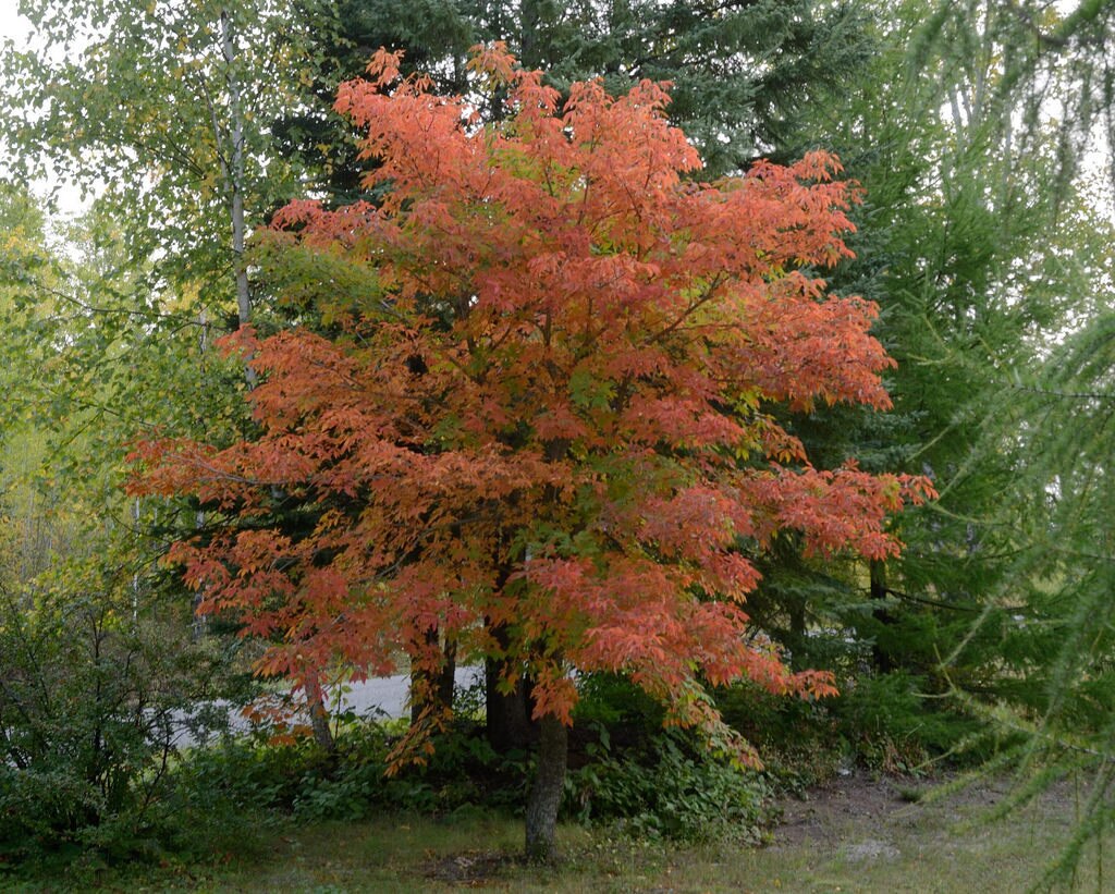 Aesculus X Arnoldiana Autumn Splendor Horse Chestnut | SiteOne